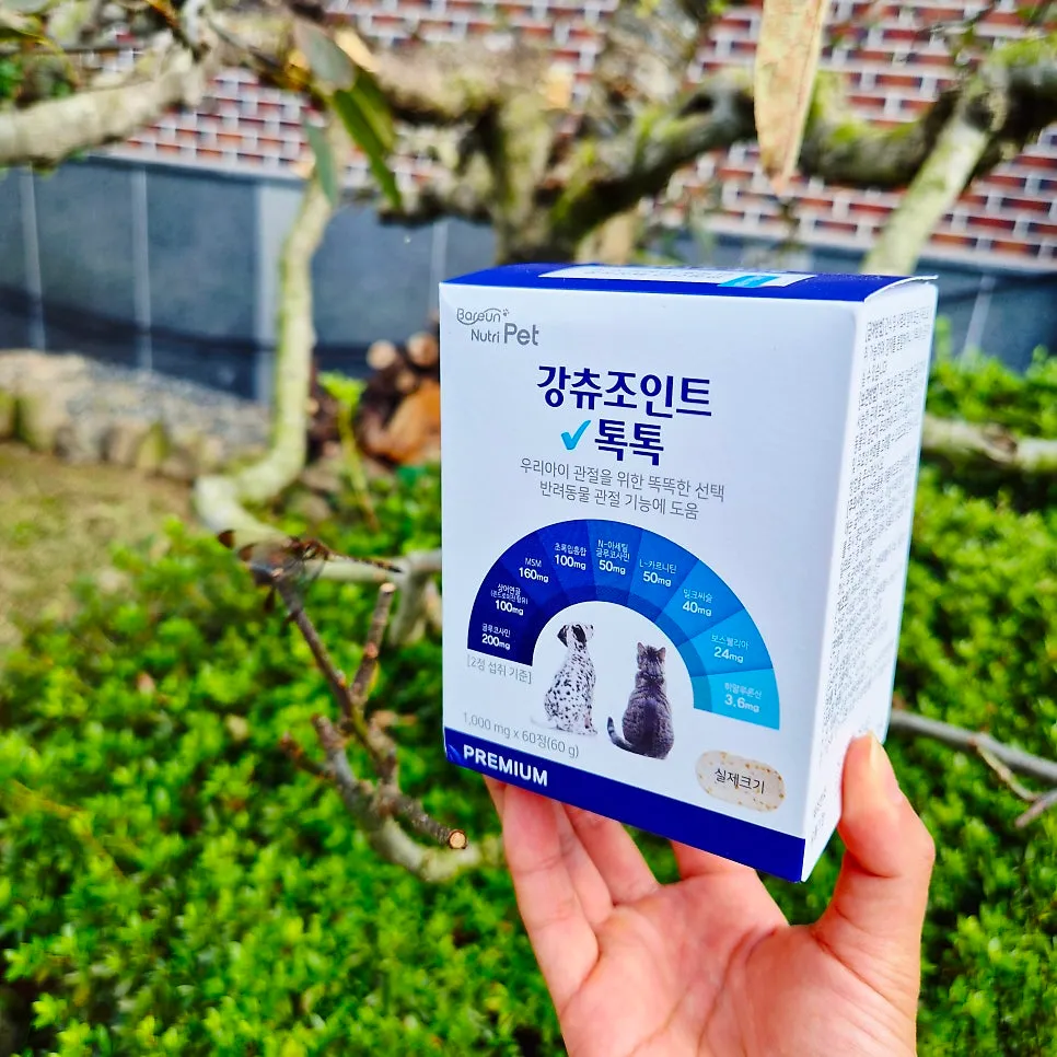 푸들 슬개골 탈구 수술 비용과 회복 후기 — 사진 4