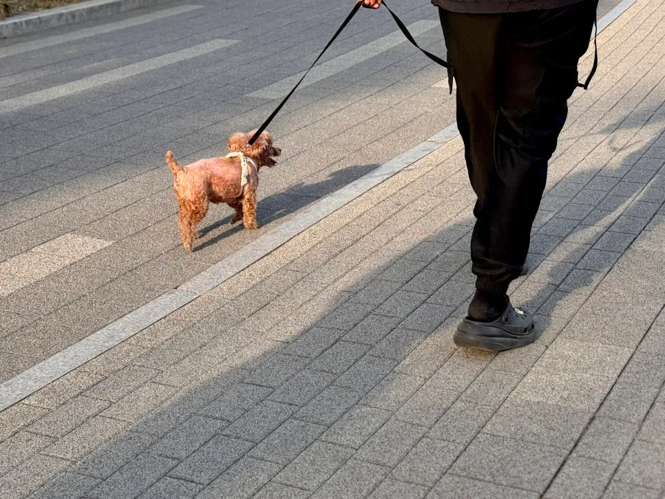 강아지 문제행동 교정, 2시간 만에 달라진 산책 후기 — 사진 11