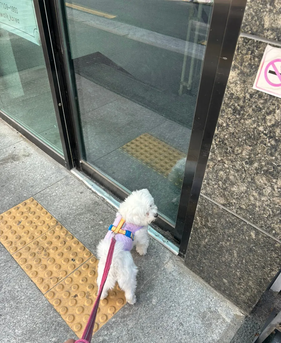 송파 말티즈 행동교정 훈련: 1:1 프라이빗 교육 후기 — 사진 4