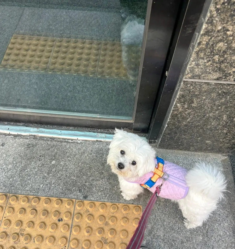 송파 말티즈 행동교정 훈련: 1:1 프라이빗 교육 후기 — 사진 6