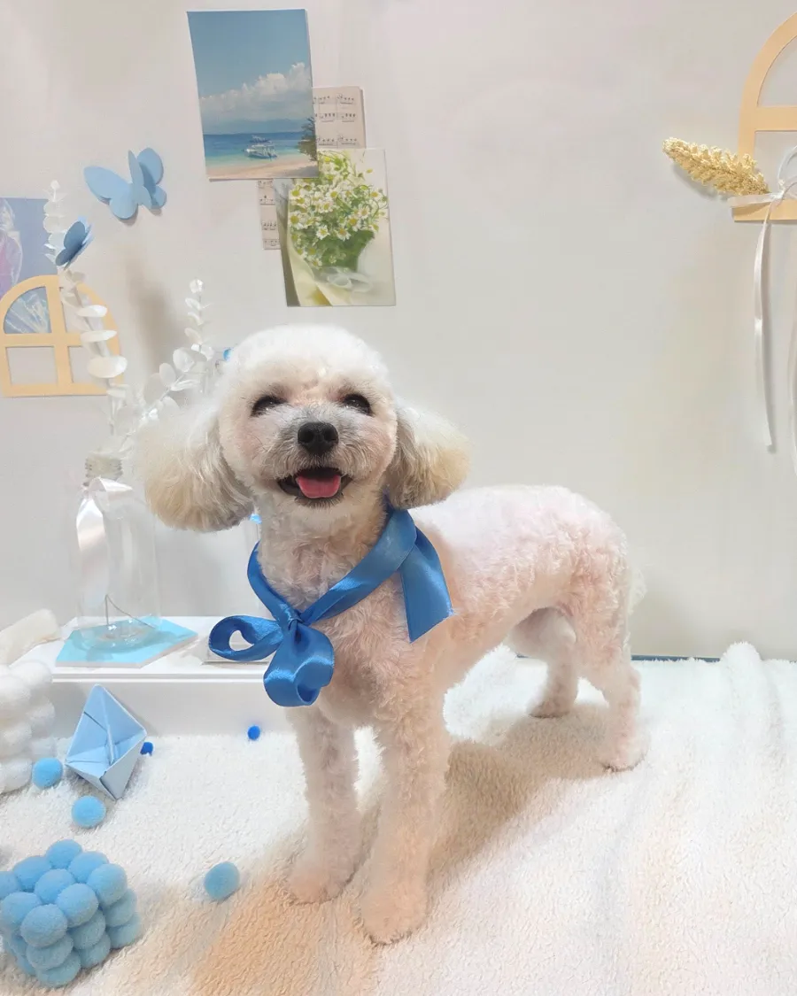 토이푸들 작은 테디베어컷 복원 후기: 염창동 미용샵 비용 및 과정 — 사진 8