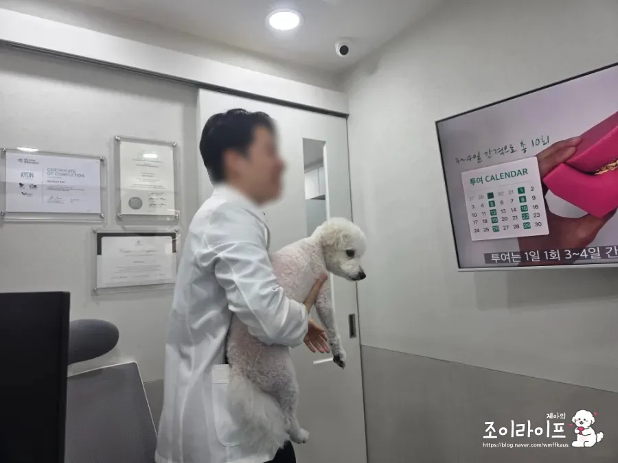 강아지 스케일링, 비비동물병원에서 치과 치료받은 후기 — 사진 14