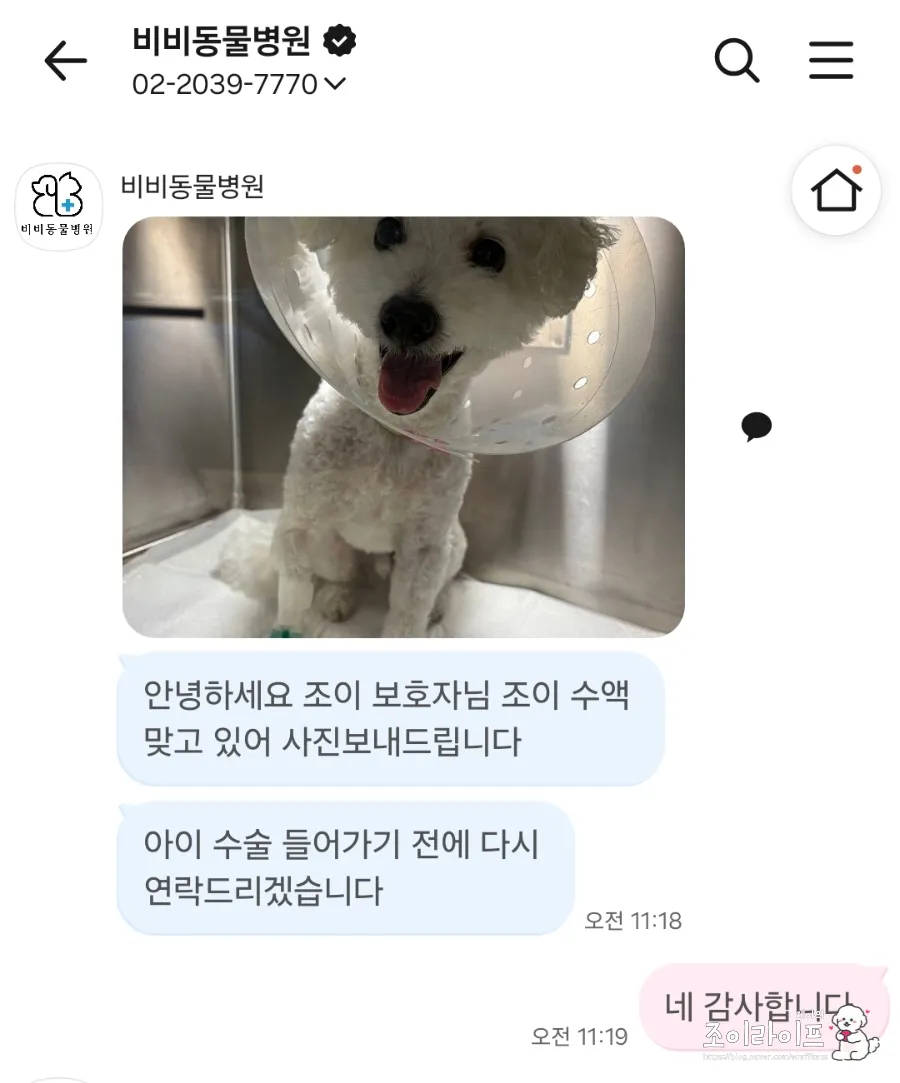 강아지 스케일링, 비비동물병원에서 치과 치료받은 후기 — 사진 15