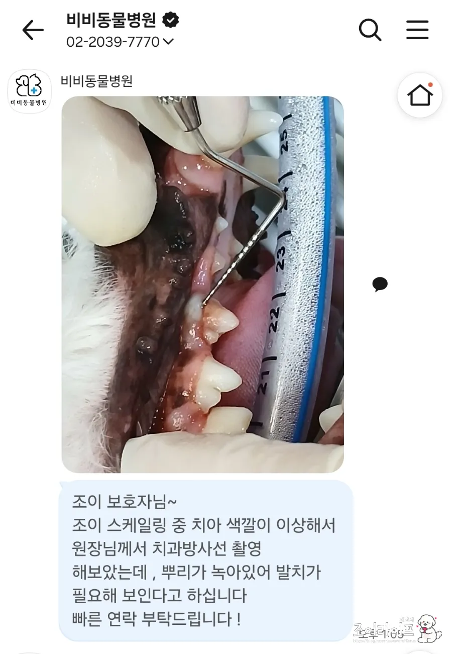 강아지 스케일링, 비비동물병원에서 치과 치료받은 후기 — 사진 16