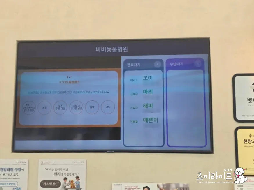 강아지 스케일링, 비비동물병원에서 치과 치료받은 후기 — 사진 17
