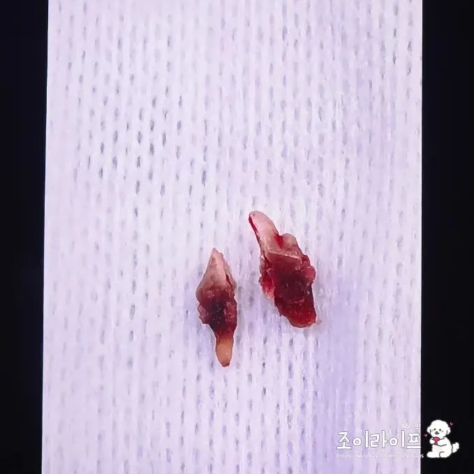 강아지 스케일링, 비비동물병원에서 치과 치료받은 후기 — 사진 19