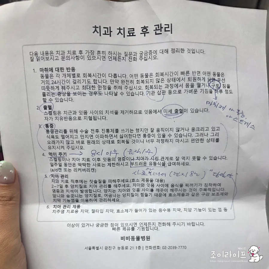강아지 스케일링, 비비동물병원에서 치과 치료받은 후기 — 사진 20