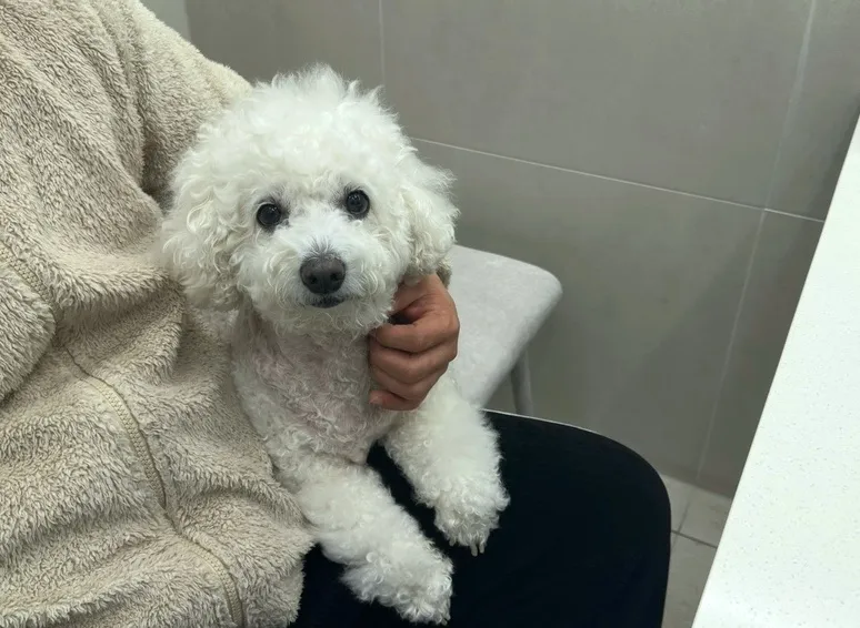 바덴동물메디컬센터 강아지 건강검진 비용 및 후기 — 사진 18