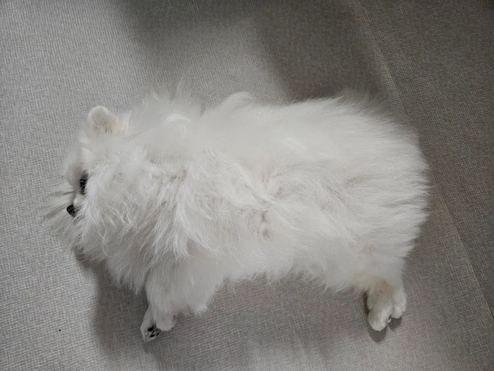 과천 포메라니안 풀콧 미용, 스파 포함 1시간 완성