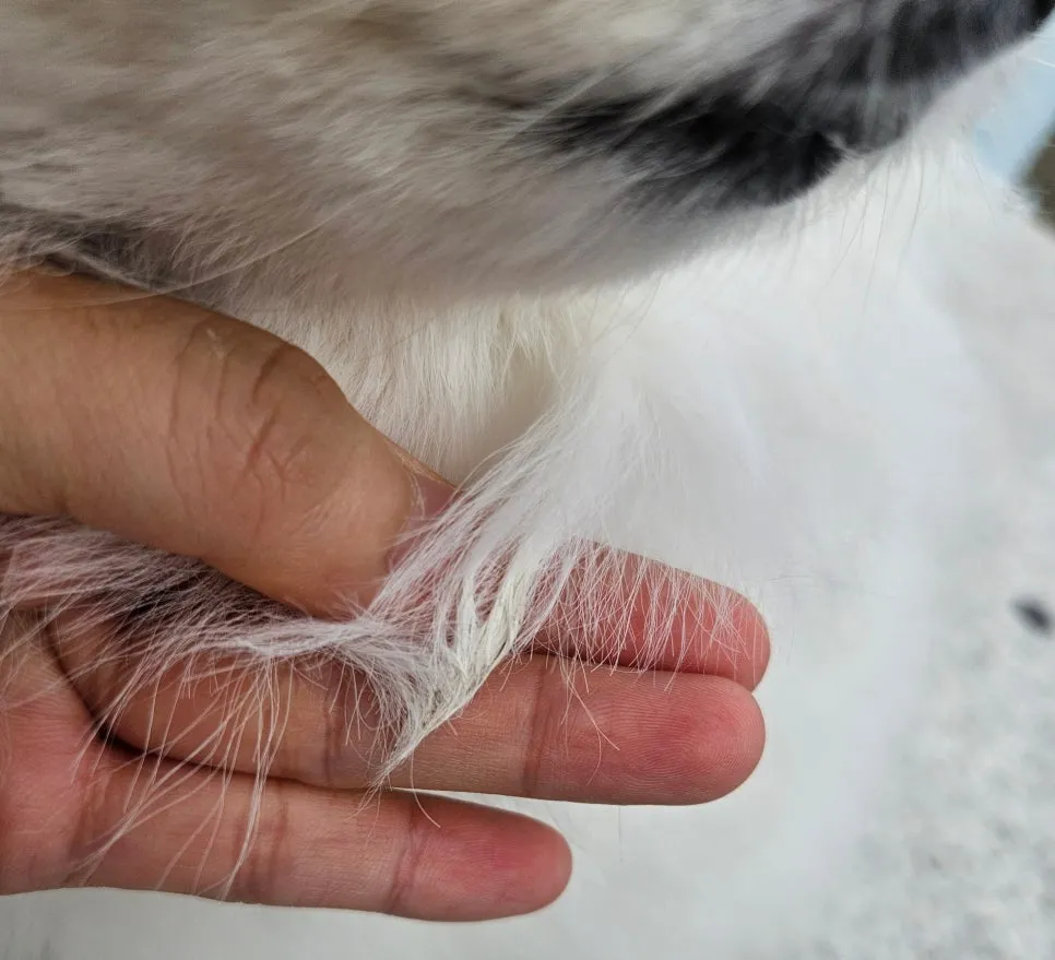 과천 포메라니안 풀콧 미용, 스파 포함 1시간 완성 — 사진 3