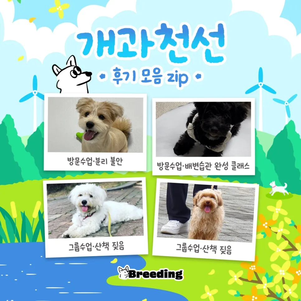 말티푸 믹스견 훈련 수업 후기: 산책 짖음 분리불안 개선
