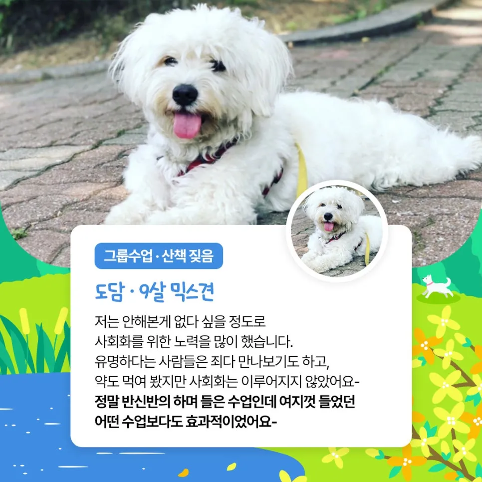 말티푸 믹스견 훈련 수업 후기: 산책 짖음 분리불안 개선 — 사진 2