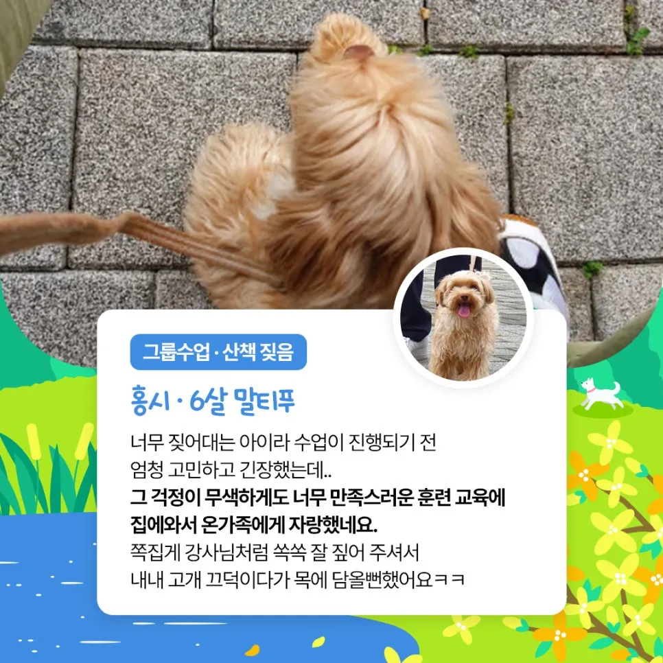 말티푸 믹스견 훈련 수업 후기: 산책 짖음 분리불안 개선 — 사진 3