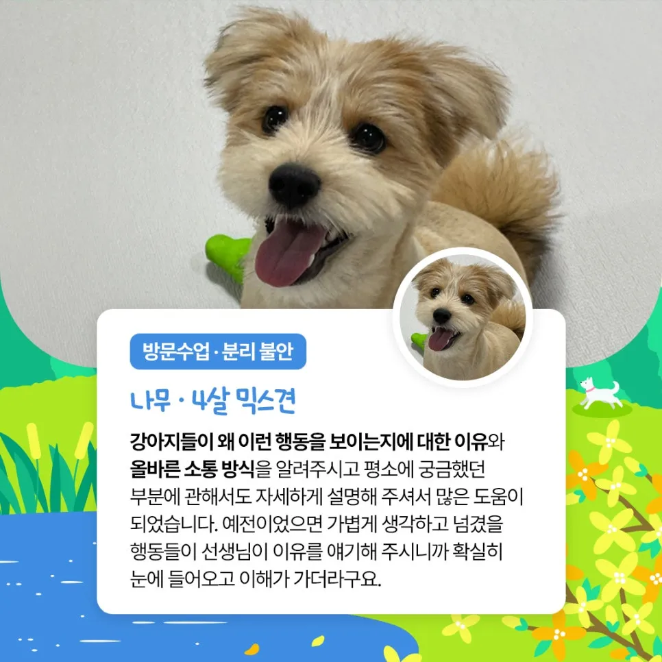 말티푸 믹스견 훈련 수업 후기: 산책 짖음 분리불안 개선 — 사진 4