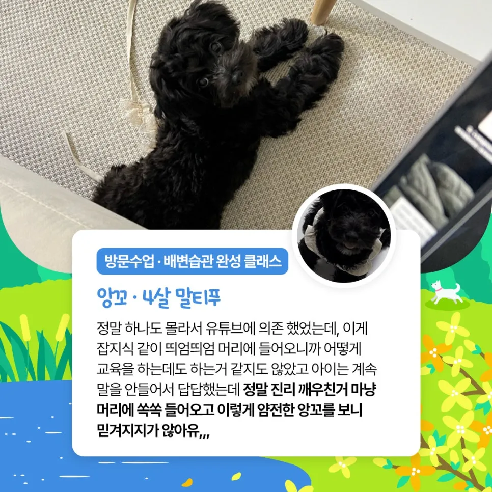 말티푸 믹스견 훈련 수업 후기: 산책 짖음 분리불안 개선 — 사진 5