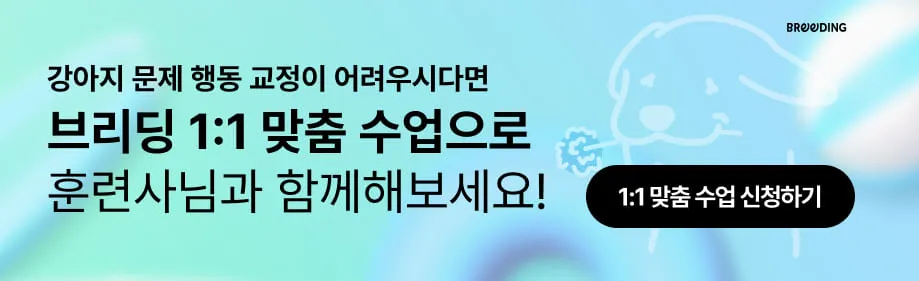 말티푸 믹스견 훈련 수업 후기: 산책 짖음 분리불안 개선 — 사진 6