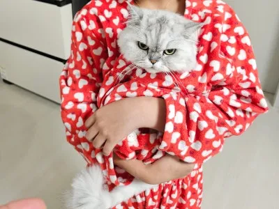 대구 고양이 종합검진: 페르시안 코코의 건강검진 후기 — 사진 3