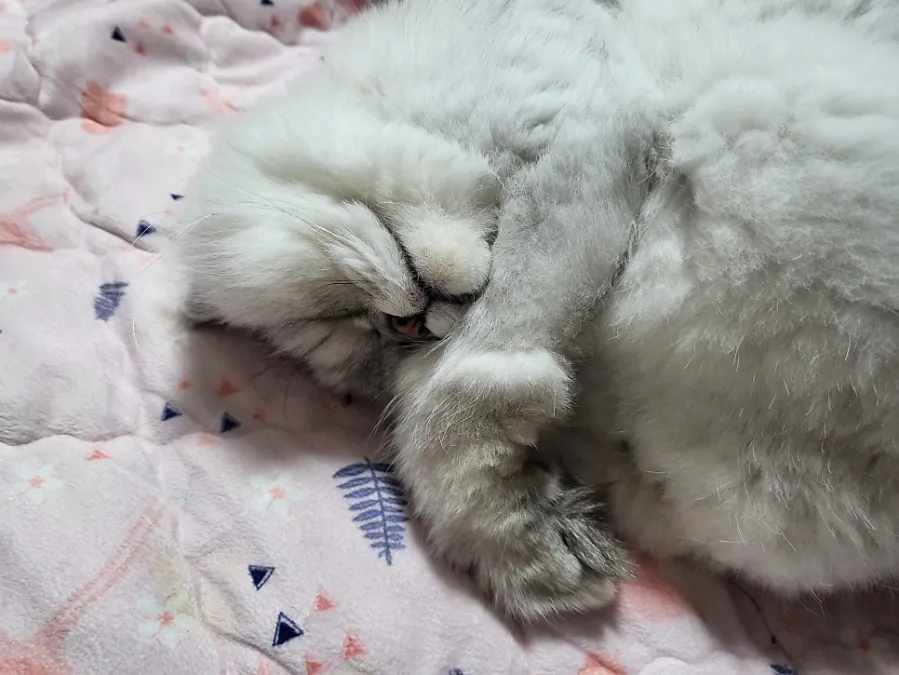 대구 고양이 종합검진: 페르시안 코코의 건강검진 후기 — 사진 4