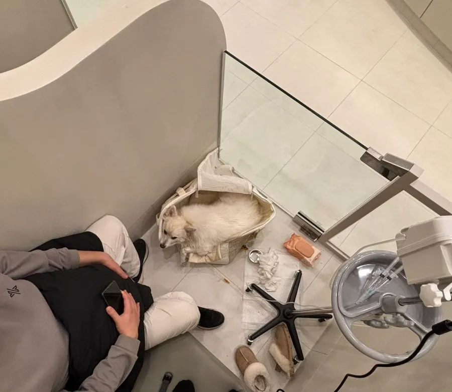 부평 강아지 스케일링·발치 비용 및 후기 (24시 산곡나무) — 사진 10