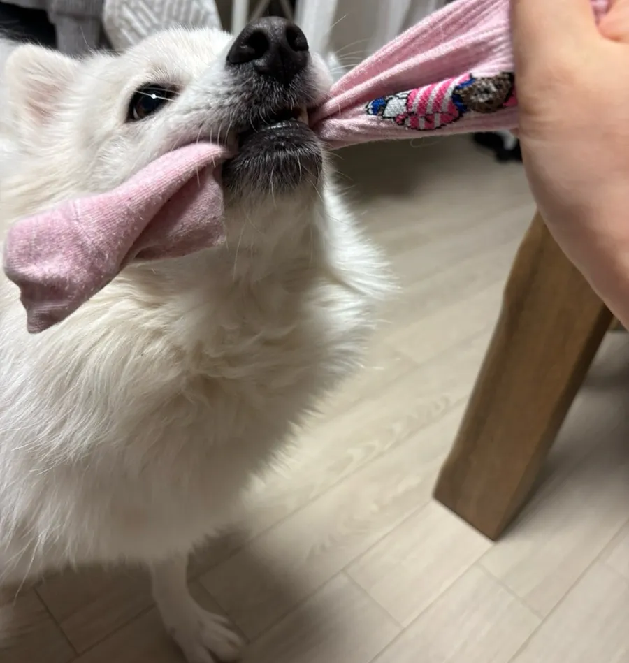 부평 강아지 스케일링·발치 비용 및 후기 (24시 산곡나무) — 사진 12