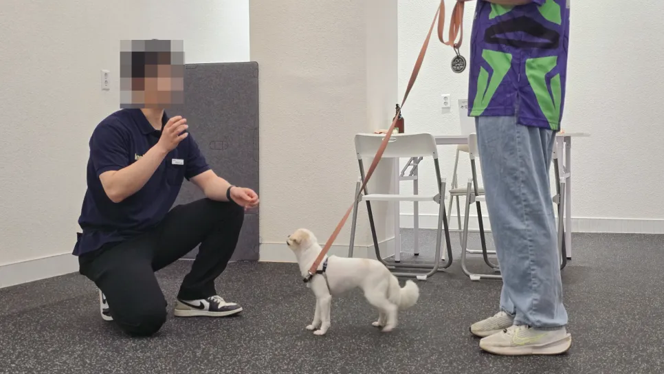 강아지 짖음 훈련: 놀로스퀘어 원포인트 레슨 후기 — 사진 18