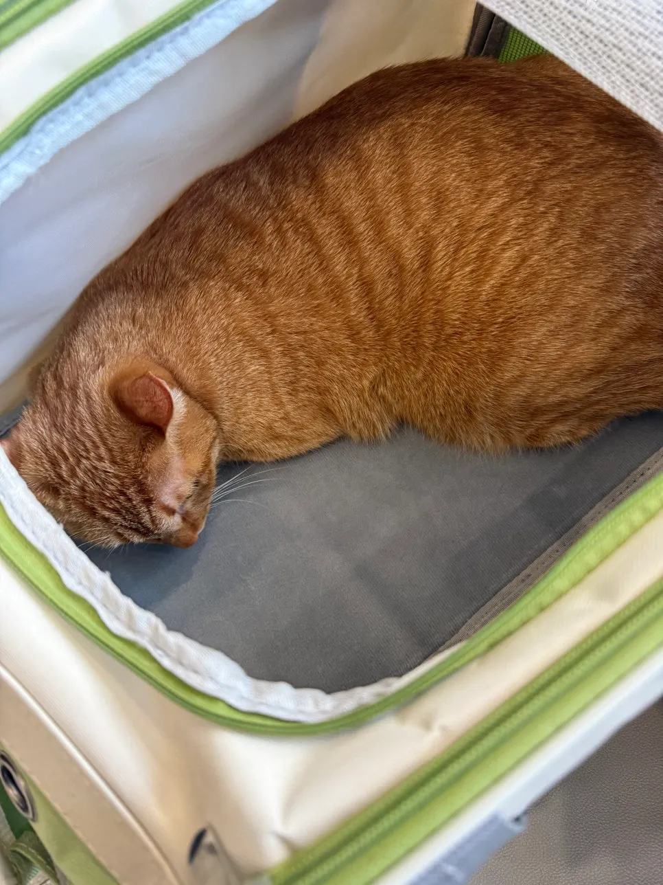 안양 고양이 심장병 HCM 진단 및 치료 후기 — 사진 8