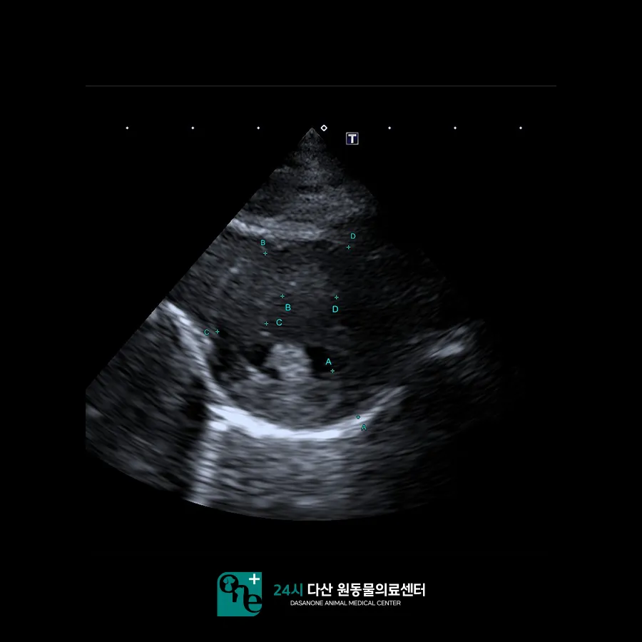 남양주 고양이 부신 종양, CT 진단 및 내과 치료 후기 — 사진 4