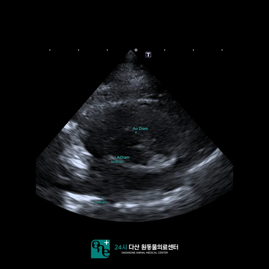 남양주 고양이 부신 종양, CT 진단 및 내과 치료 후기 — 사진 6
