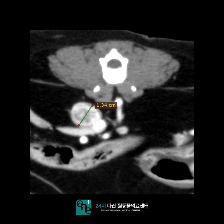 남양주 고양이 부신 종양, CT 진단 및 내과 치료 후기 — 사진 7