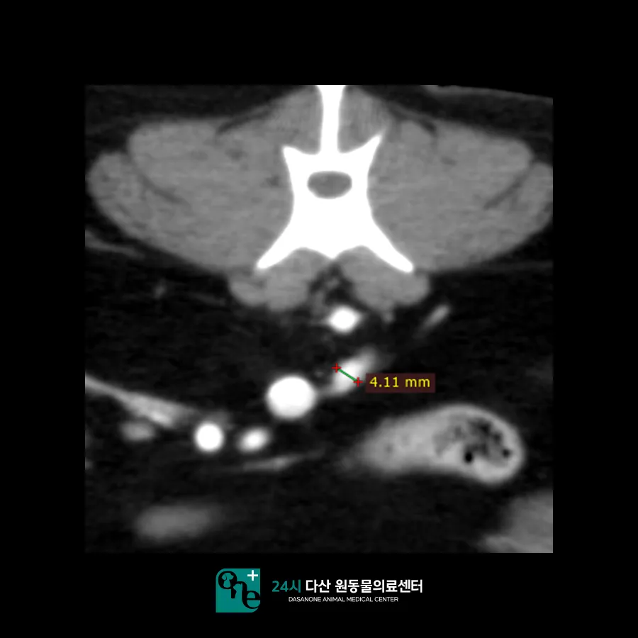 남양주 고양이 부신 종양, CT 진단 및 내과 치료 후기 — 사진 8