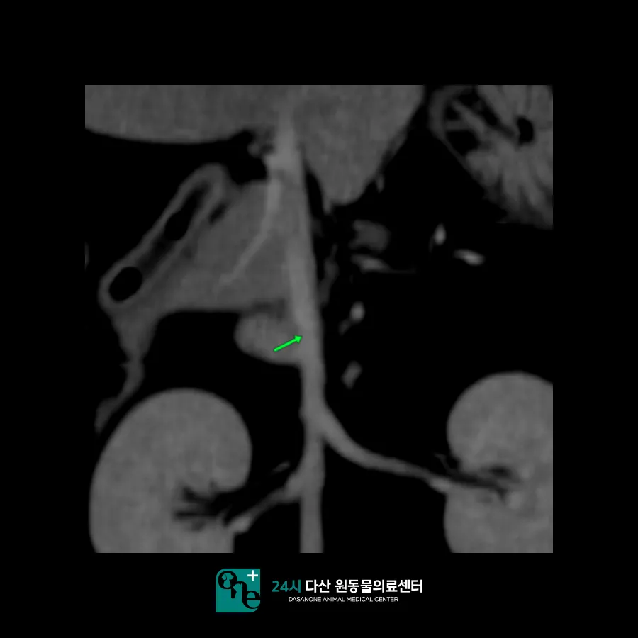 남양주 고양이 부신 종양, CT 진단 및 내과 치료 후기 — 사진 9
