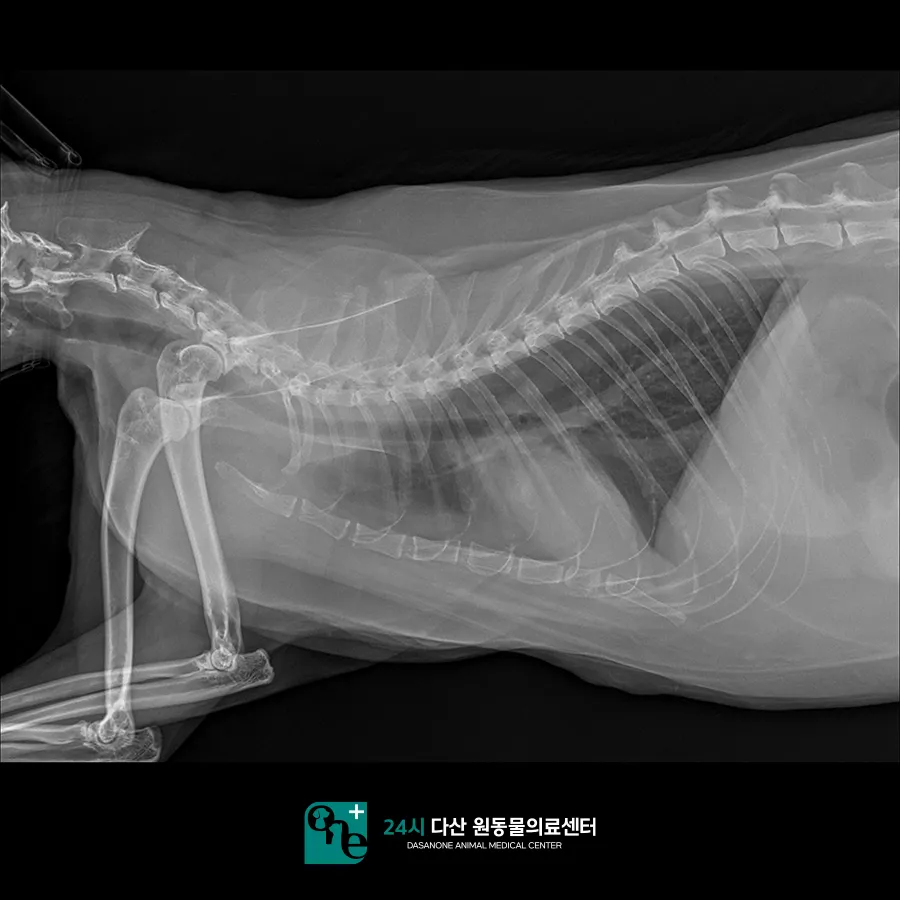 남양주 고양이 부신 종양, CT 진단 및 내과 치료 후기 — 사진 12