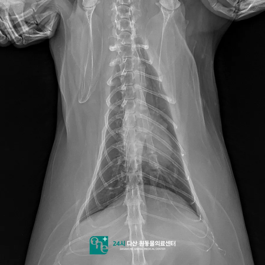 남양주 고양이 부신 종양, CT 진단 및 내과 치료 후기 — 사진 13