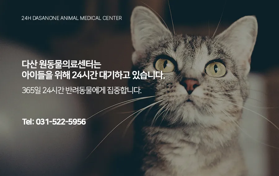 남양주 고양이 부신 종양, CT 진단 및 내과 치료 후기 — 사진 17