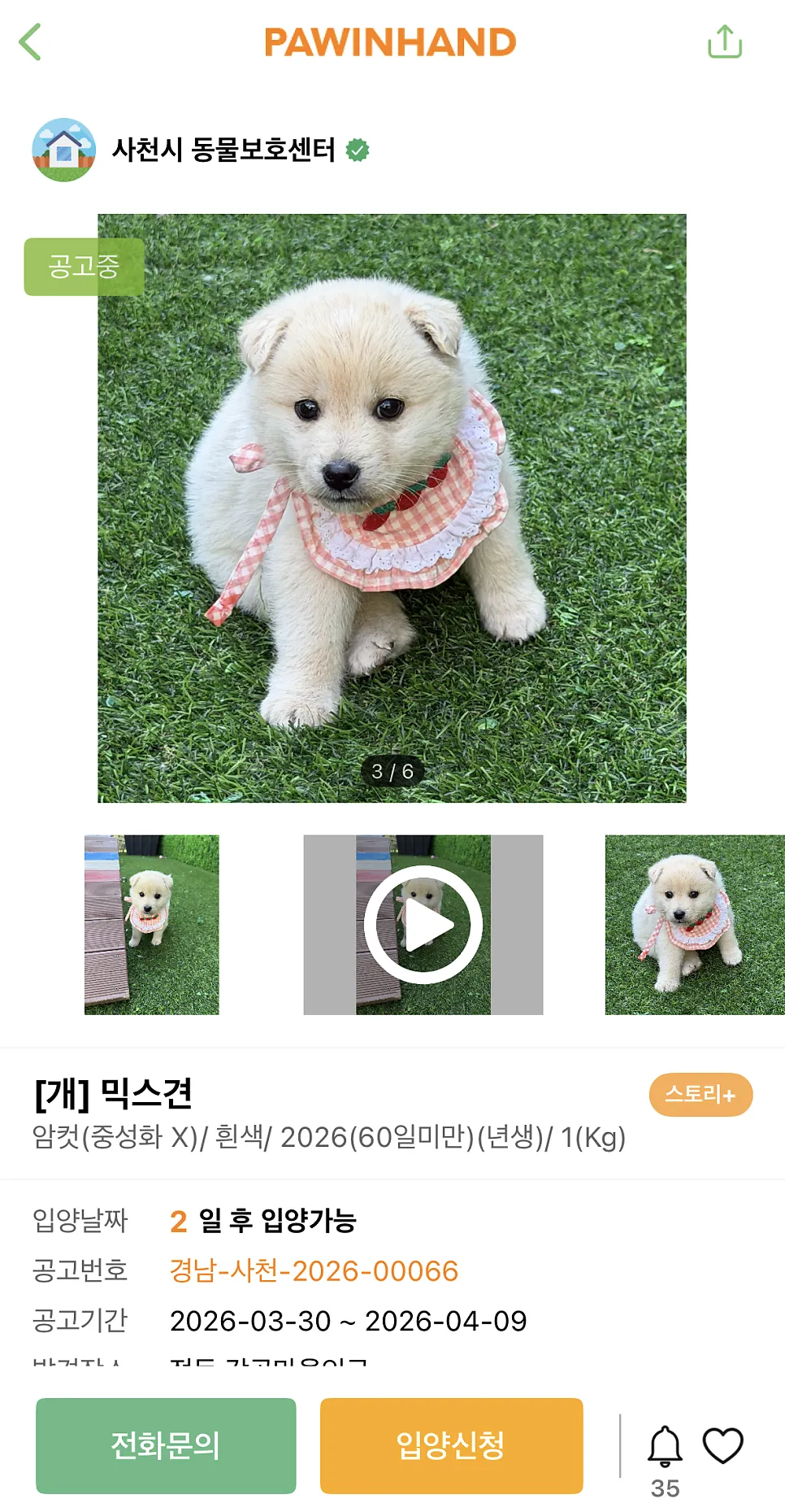 포인핸드 유기견 입양 절차 및 후기: 안락사 예정 아이 구하기 — 사진 5