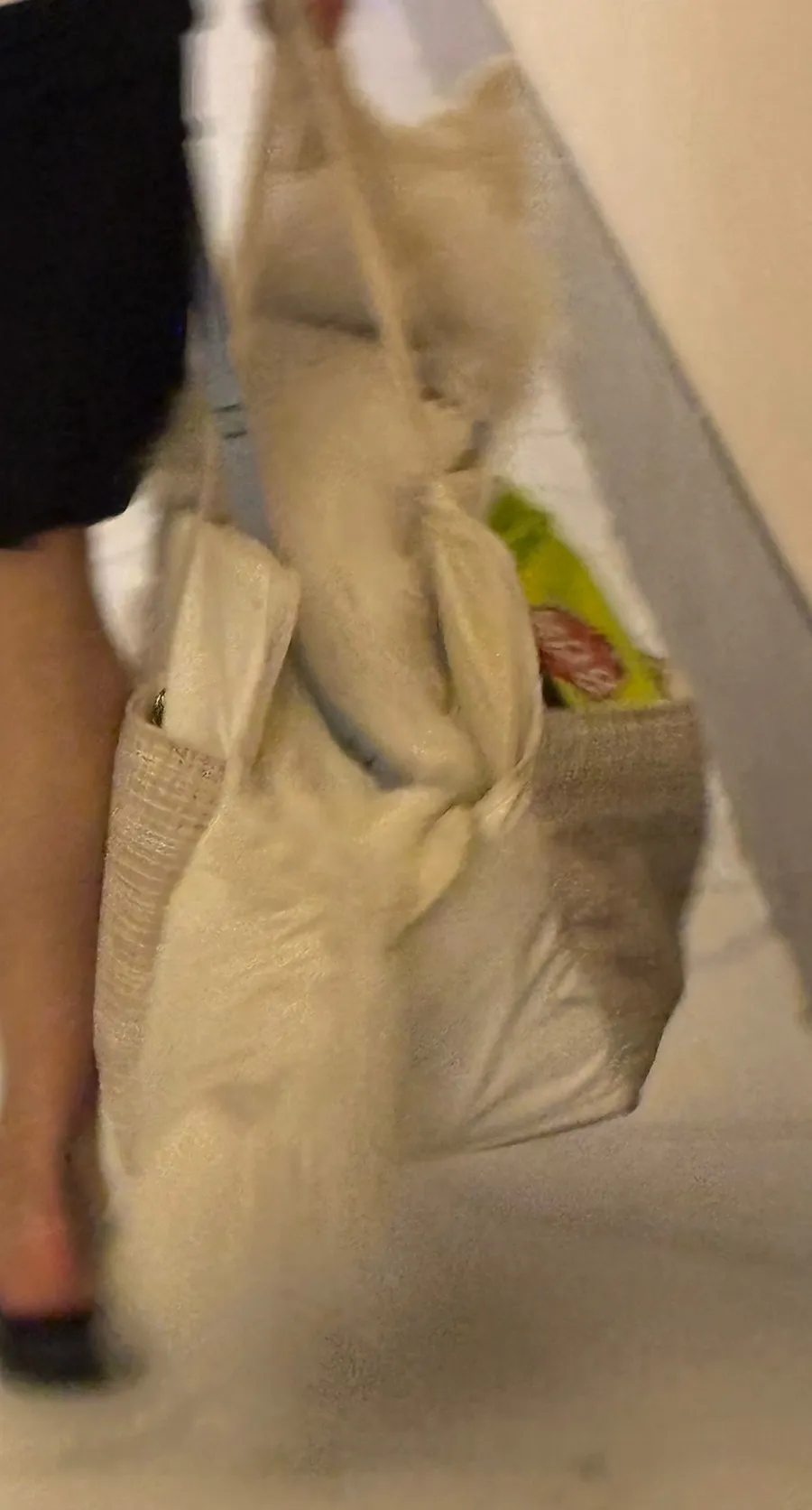 강릉 애견동반 호텔, 세인트존스 펫룸 2박 3일 후기 — 사진 3