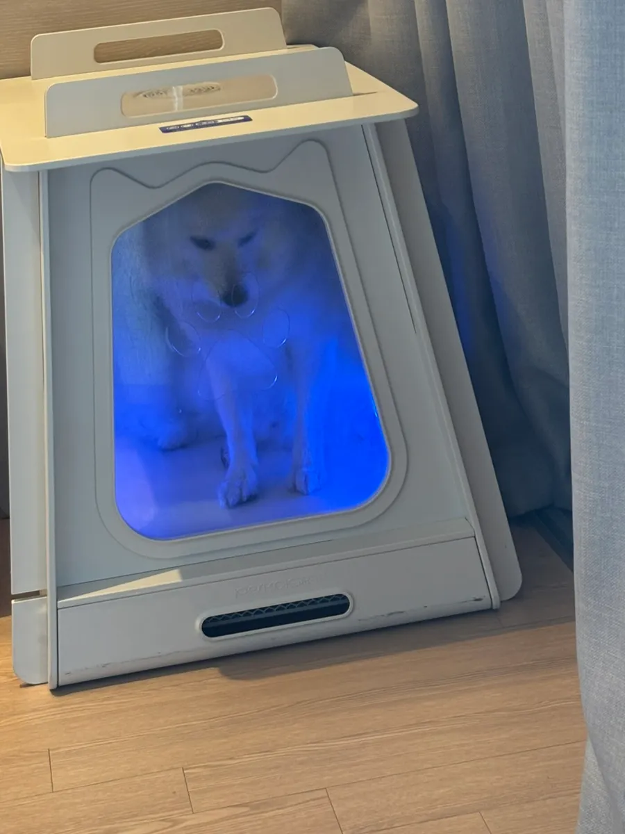 강릉 애견동반 호텔, 세인트존스 펫룸 2박 3일 후기 — 사진 6