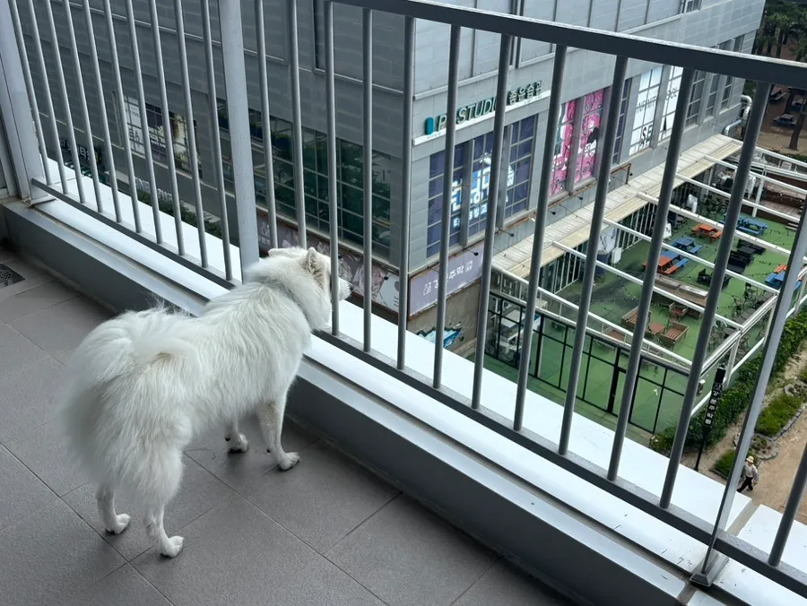 강릉 애견동반 호텔, 세인트존스 펫룸 2박 3일 후기 — 사진 11