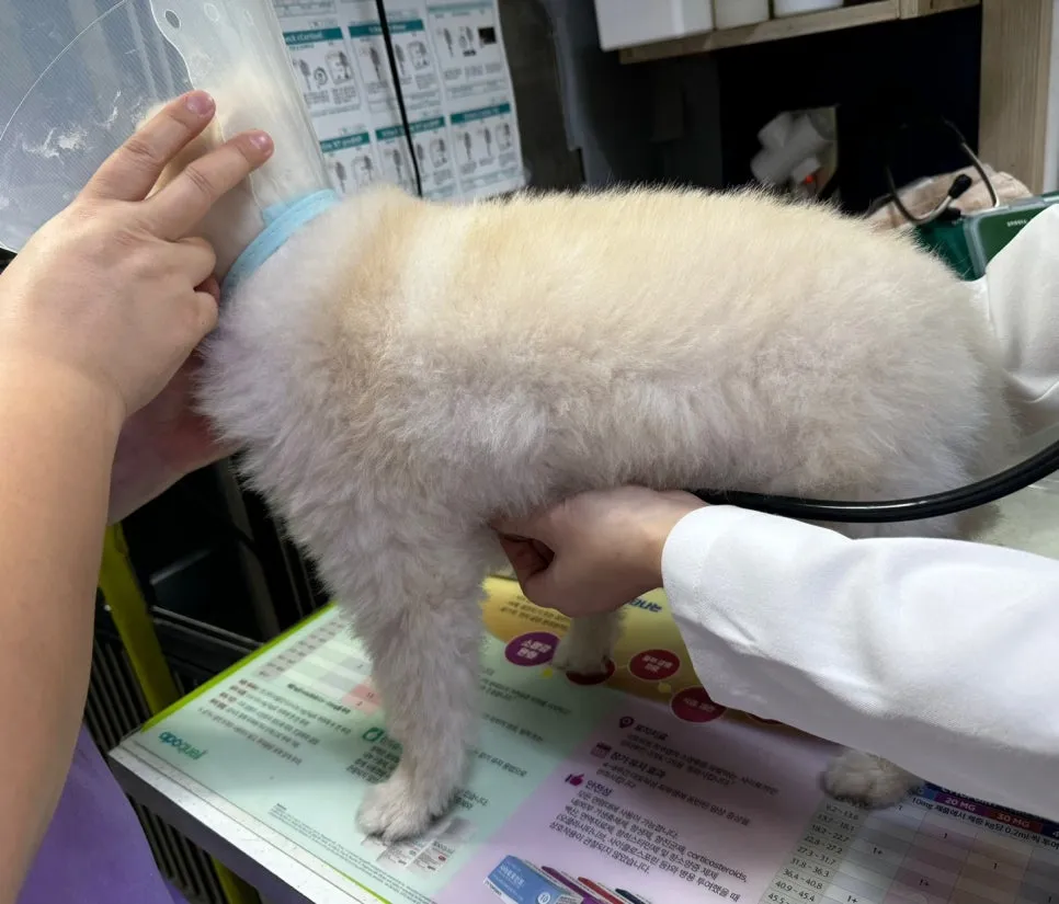 이태원 강아지 건강검진 비용 및 후기 (라온동물병원) — 사진 2