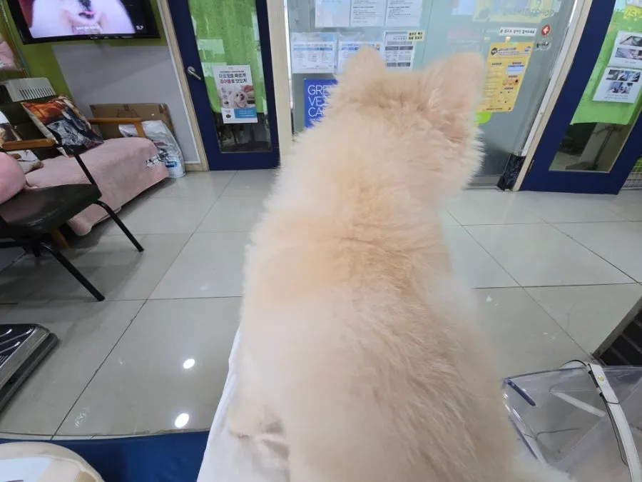 이태원 강아지 건강검진 비용 및 후기 (라온동물병원) — 사진 3