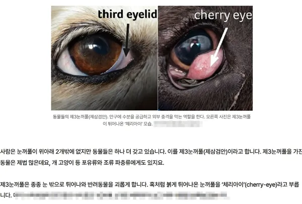 고양이 체리아이 수술, 아이온동물메디컬센터 후기 — 사진 3