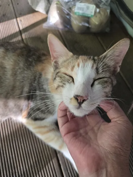 고양이 체리아이 수술, 아이온동물메디컬센터 후기 — 사진 4