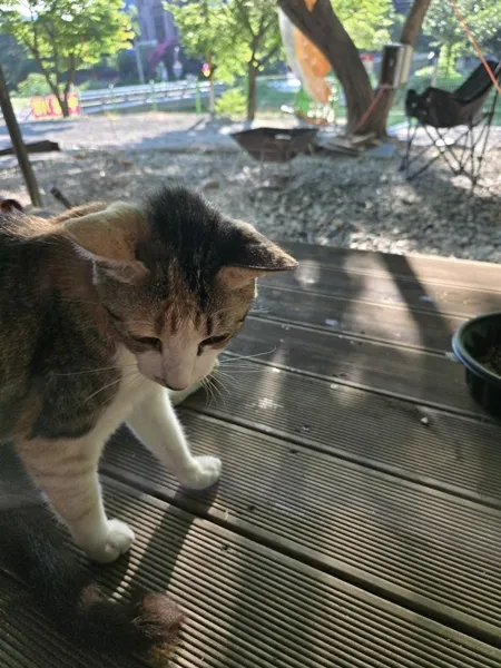 고양이 체리아이 수술, 아이온동물메디컬센터 후기 — 사진 16