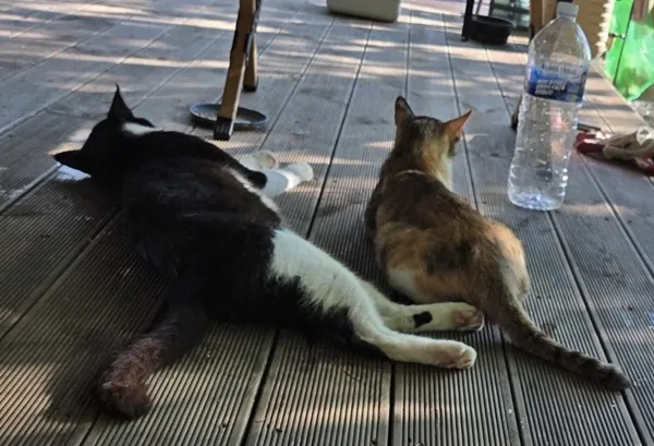 고양이 체리아이 수술, 아이온동물메디컬센터 후기 — 사진 17