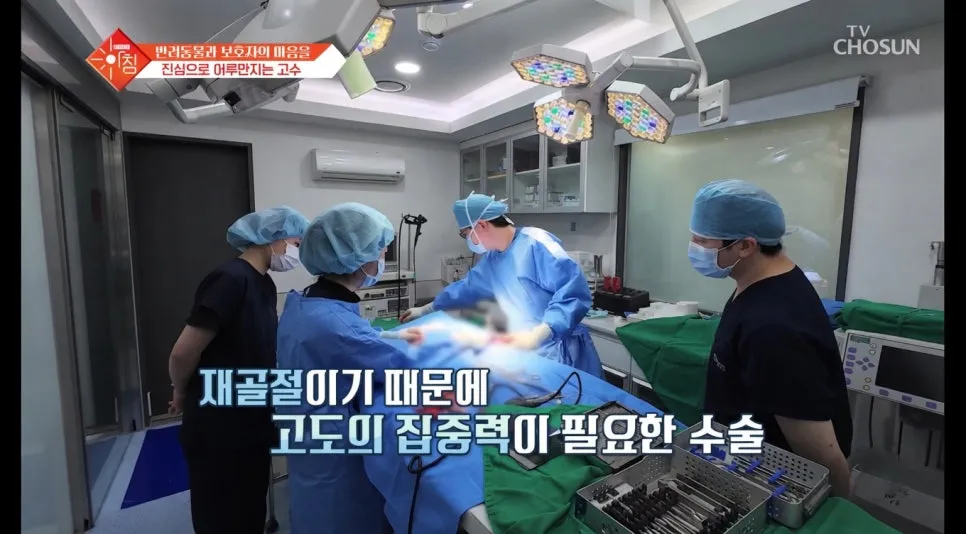 용산구 강아지 슬개골탈구 수술 동물병원 비교 및 후기 — 사진 6