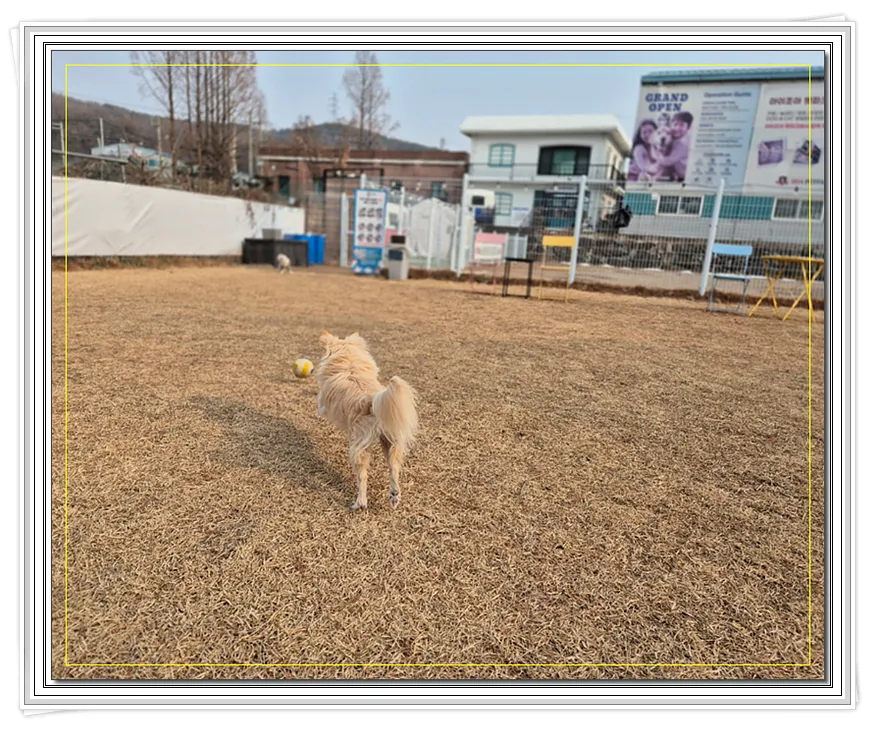 화성 강아지 입양: 보호소에서 만난 새 가족 — 사진 12