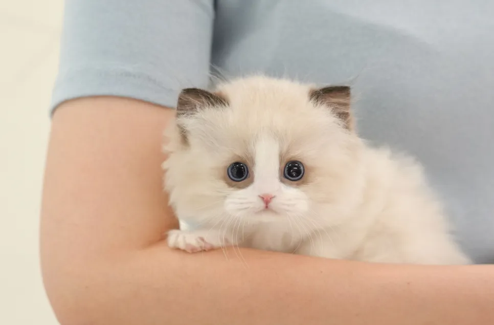 창원 페르시안 고양이 분양, 미유펫 본점 입양 후기 — 사진 5