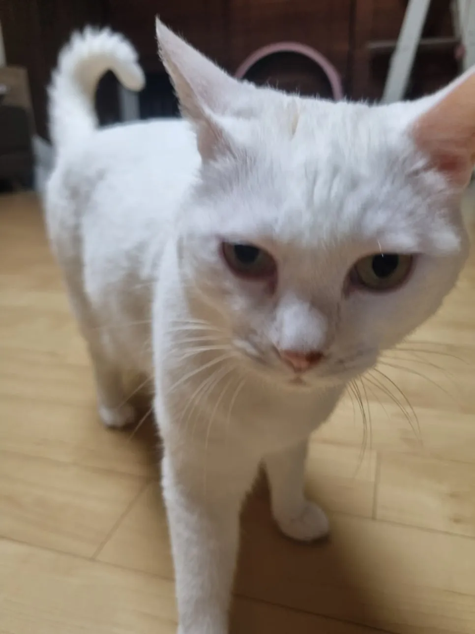 김해 고양이 방광염 치료, 르엘동물의료센터 전문 진료 후기