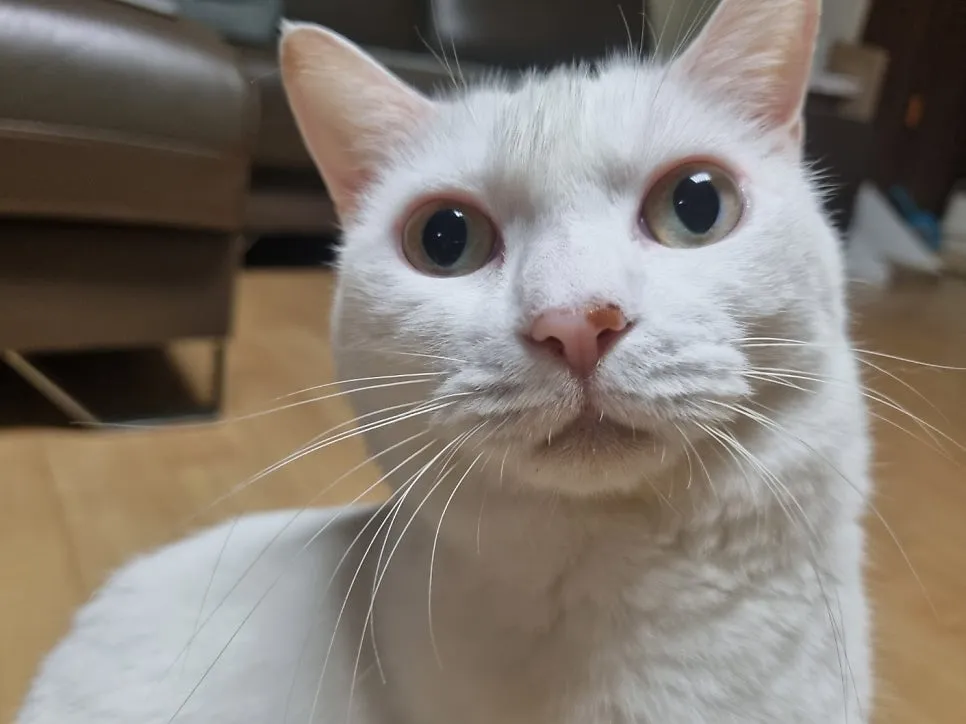 김해 고양이 방광염 치료, 르엘동물의료센터 전문 진료 후기 — 사진 2
