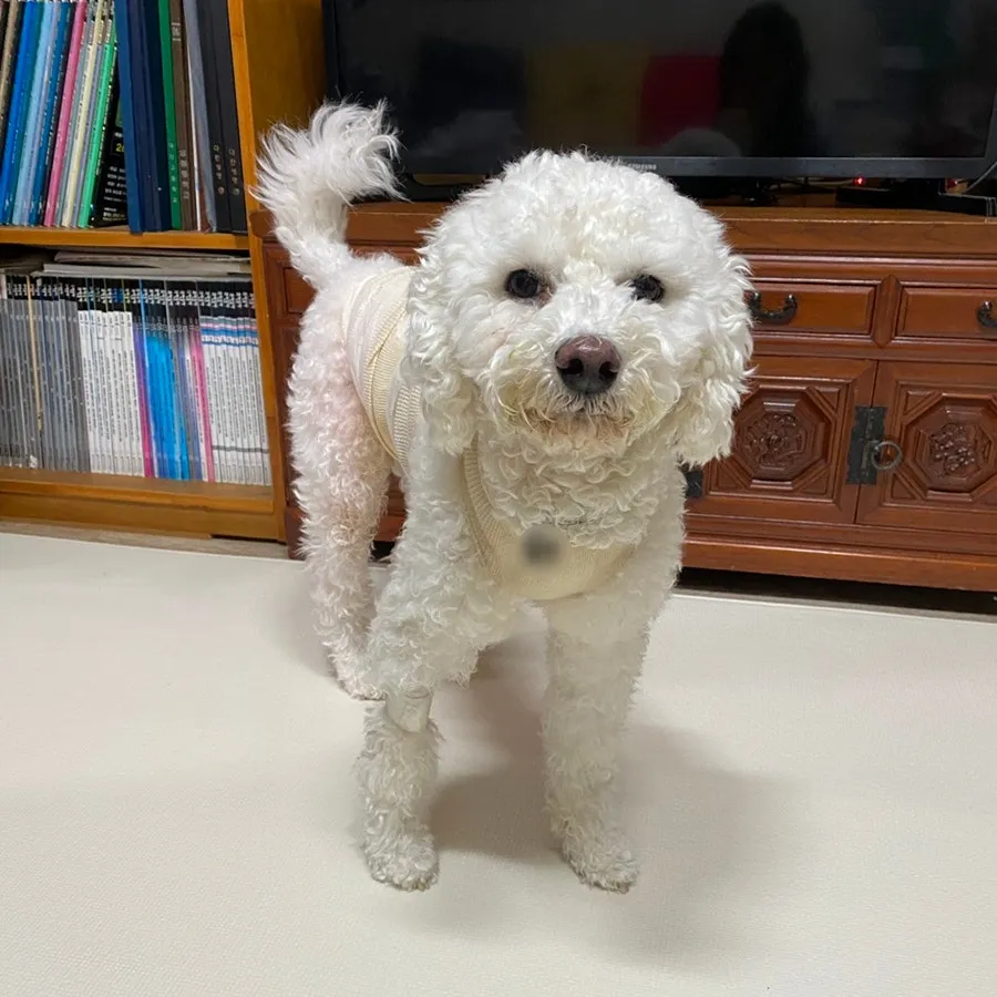 강아지 피하낭종 제거, 로얄동물메디컬센터 수술 후기 및 비용 — 사진 11